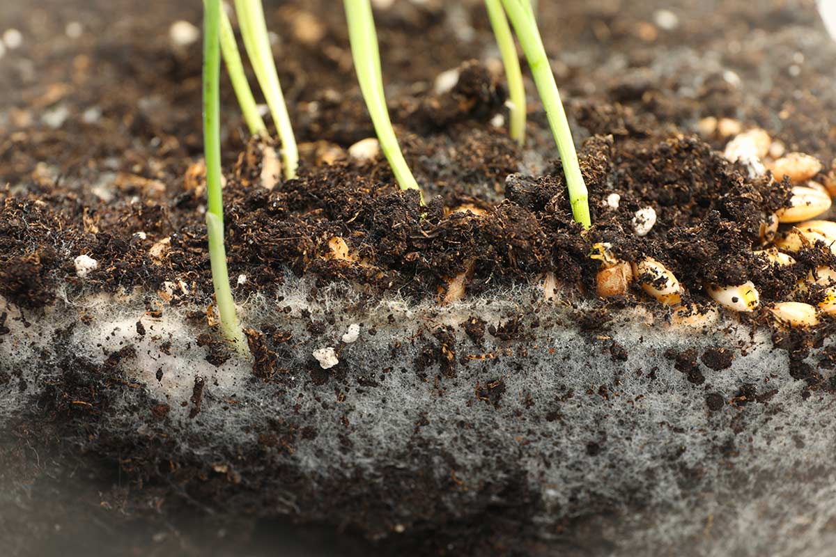 Muffa bianca nel terriccio