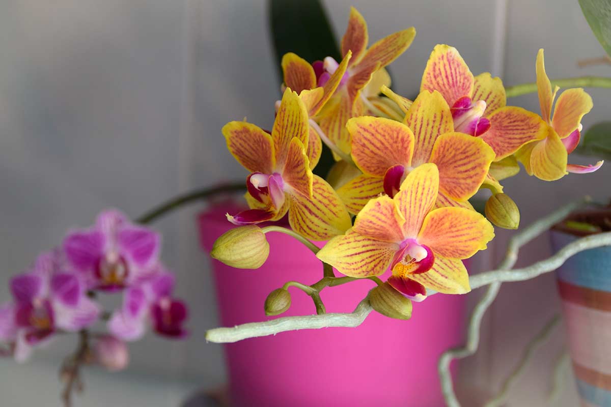 Orchidee gialle e rosa in vaso