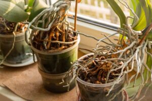 Orchidee con radici grigie e secche, foto di © lapis2380 - stock.adobe.com