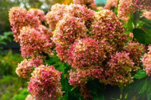 Ortensie spoglie e rami secchi in giardino