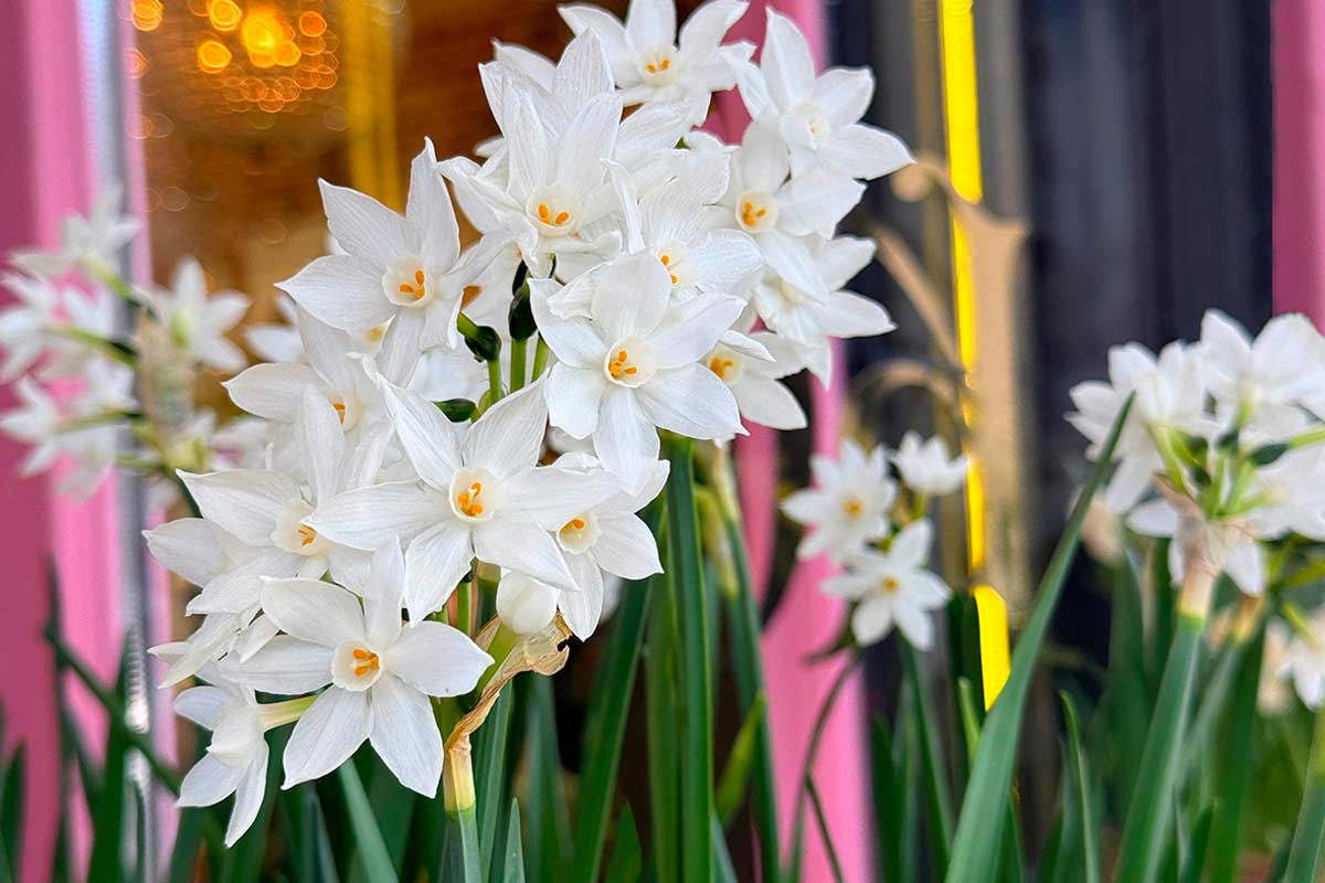 il Narciso Paperwhite