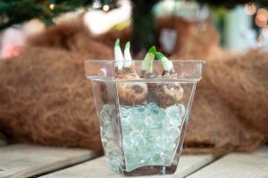 Bulbi di Paperwhite in vaso.