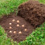 bulbi piantati a gennaio in giardino, foto di © FotoHelin - stock.adobe.com