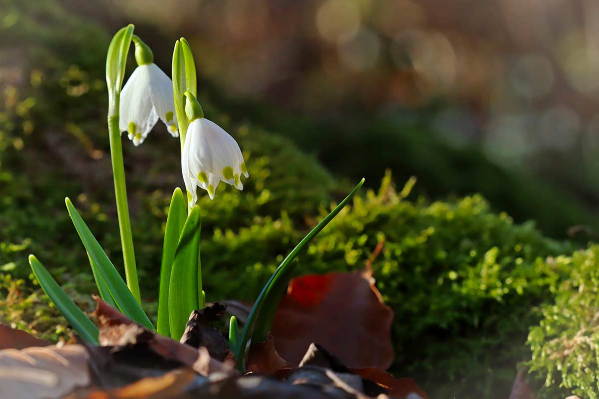 Leucojum vernum, foto di © Schmutzler-Schaub - stock.adobe.com