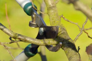 persona che sta tagliando un ramo a gennaio