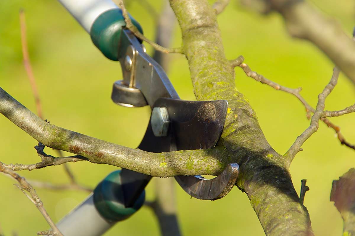 persona che sta tagliando un ramo a gennaio