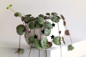 Ceropegia woodii ricandente sopra libreria