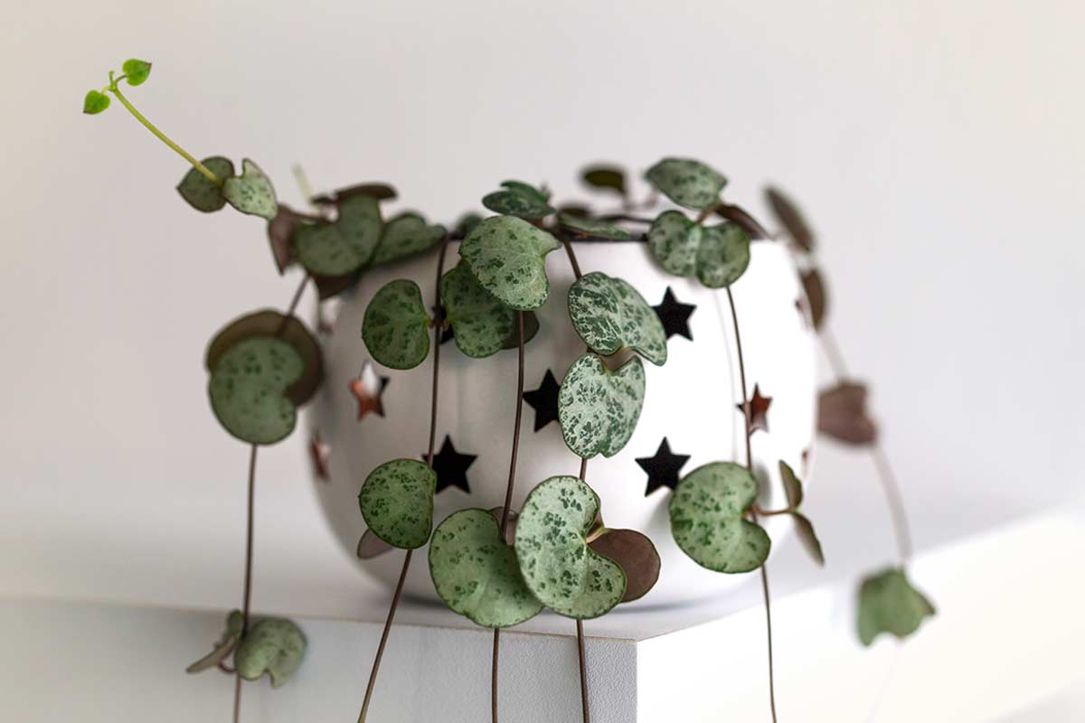 Ceropegia woodii ricandente sopra libreria