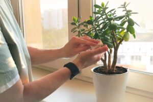 Piccoli parassiti che possono attaccare l’albero di giada in inverno (e come riconoscerli subito)