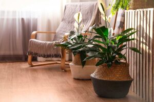 Poca luce in appartamento? Queste piante non soffrono e creano atmosfera