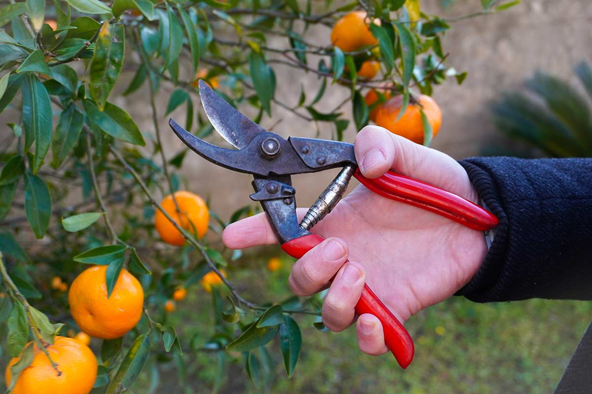 Potatura rami del mandarino