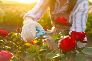 Potare le rose a gennaio: perché non è sempre una buona idea