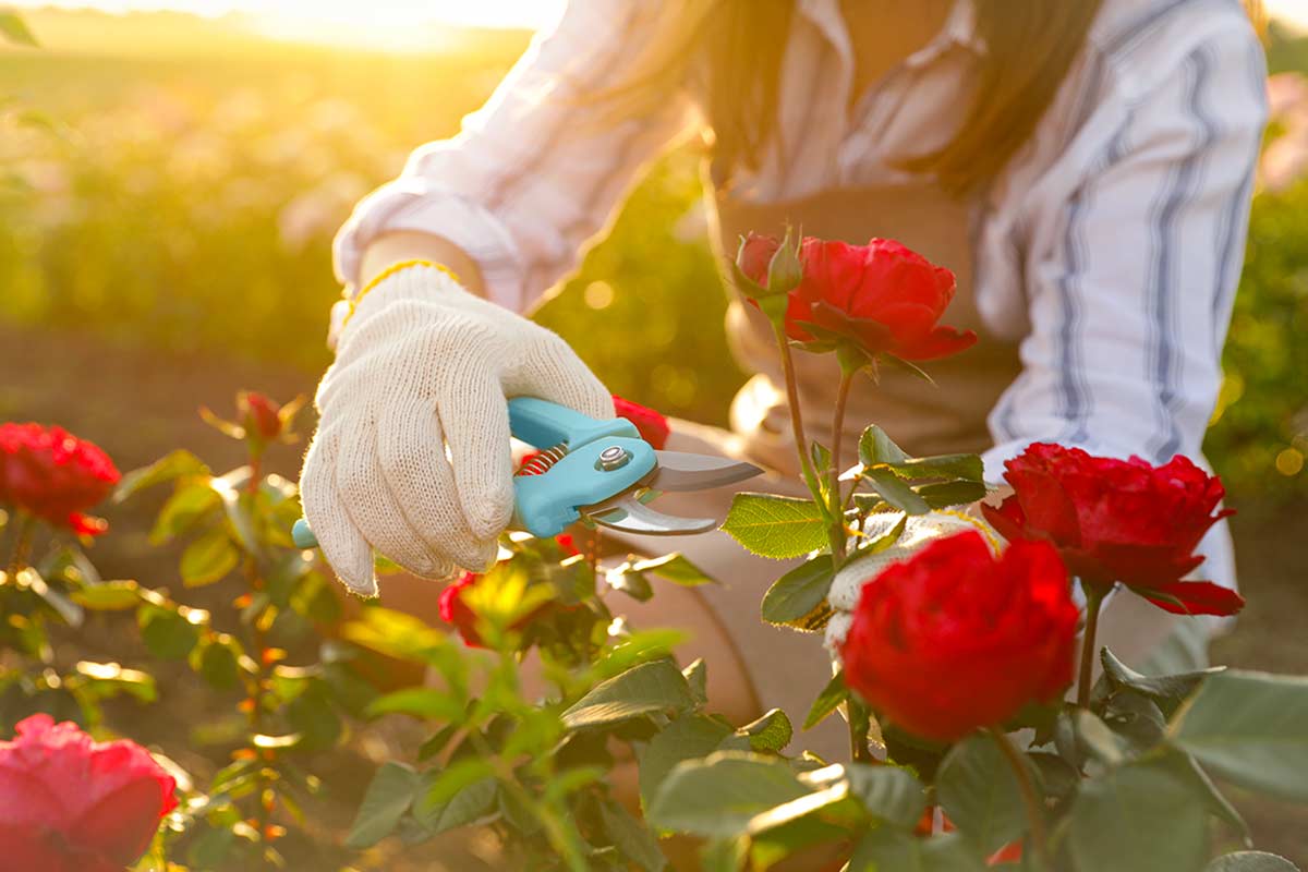 Potare le rose a gennaio: perché non è sempre una buona idea