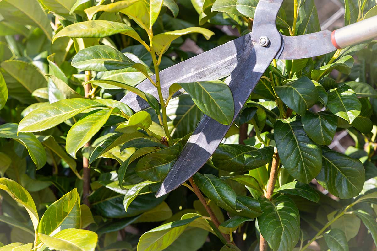 Alloro spuntato inizio febbraio.