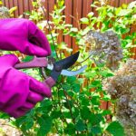 potatura di ortensie a gennaio | Foto © Irina - Stock adobe