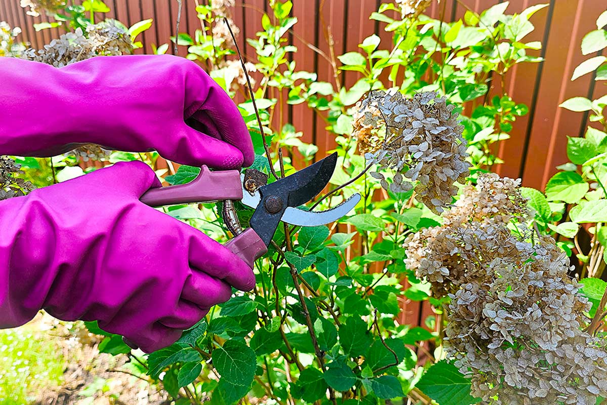 potatura di ortensie a gennaio | Foto © Irina - Stock adobe
