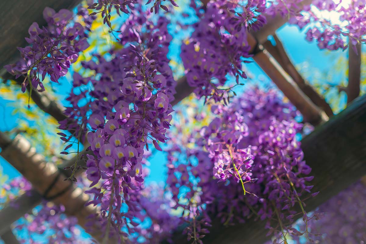 Wisteria (Glicine) la potatura "dei due nodi" 
