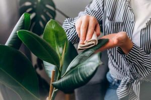 Pulire le foglie delle piante da interno: il gesto semplice che migliora luce e benessere