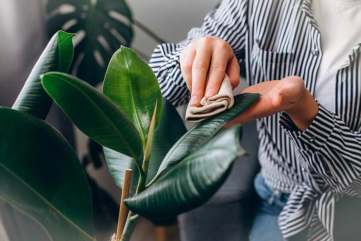 Pulire le foglie delle piante da interno: il gesto semplice che migliora luce e benessere
