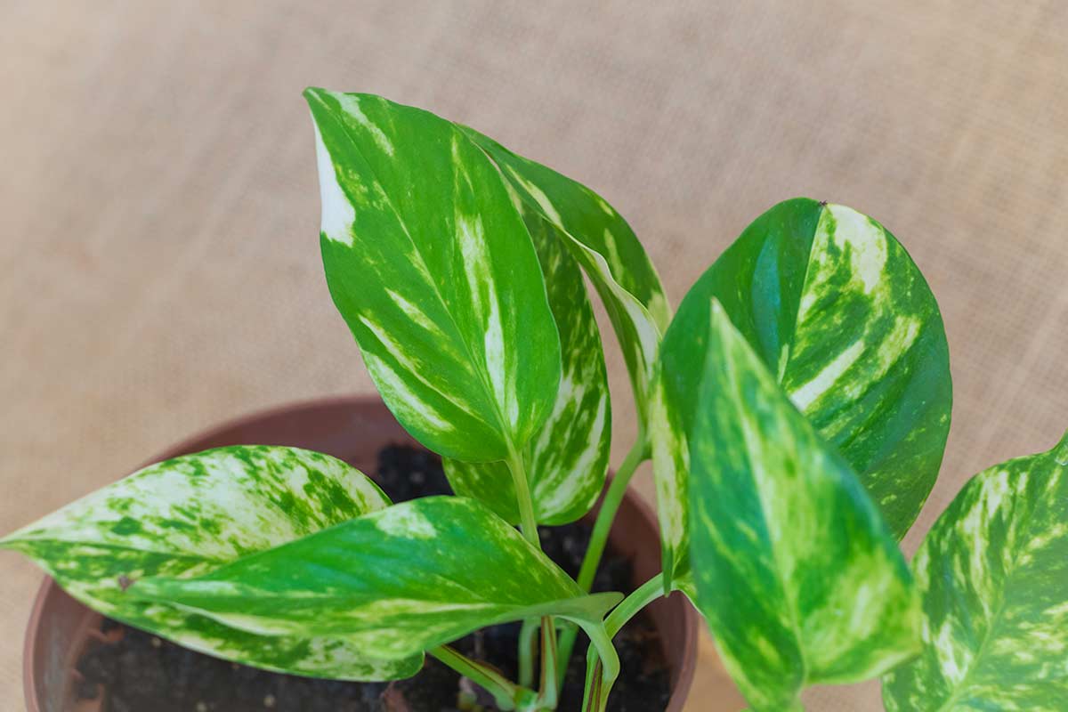 Primo piano di una pianta di Pothos in vaso, con foglie verde brillante variegate di bianco, su sfondo neutro e naturale.