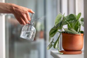 Quante volte va bagnato il Pothos? La risposta cambia con la stagione