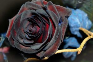 Rosa nera: esiste davvero o è solo un mito?