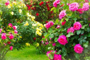 rose fiorite in giardino primaverile con cespugli di fiori rosa, gialli e rossi su sfondo verde - Foto: © Digitalpress - Stock.adobe