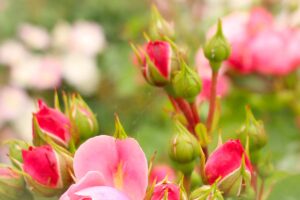 Rose con le prime gemmea metà gennaio