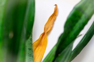 Sansevieria che ingiallisce in inverno: i segnali silenziosi da osservare