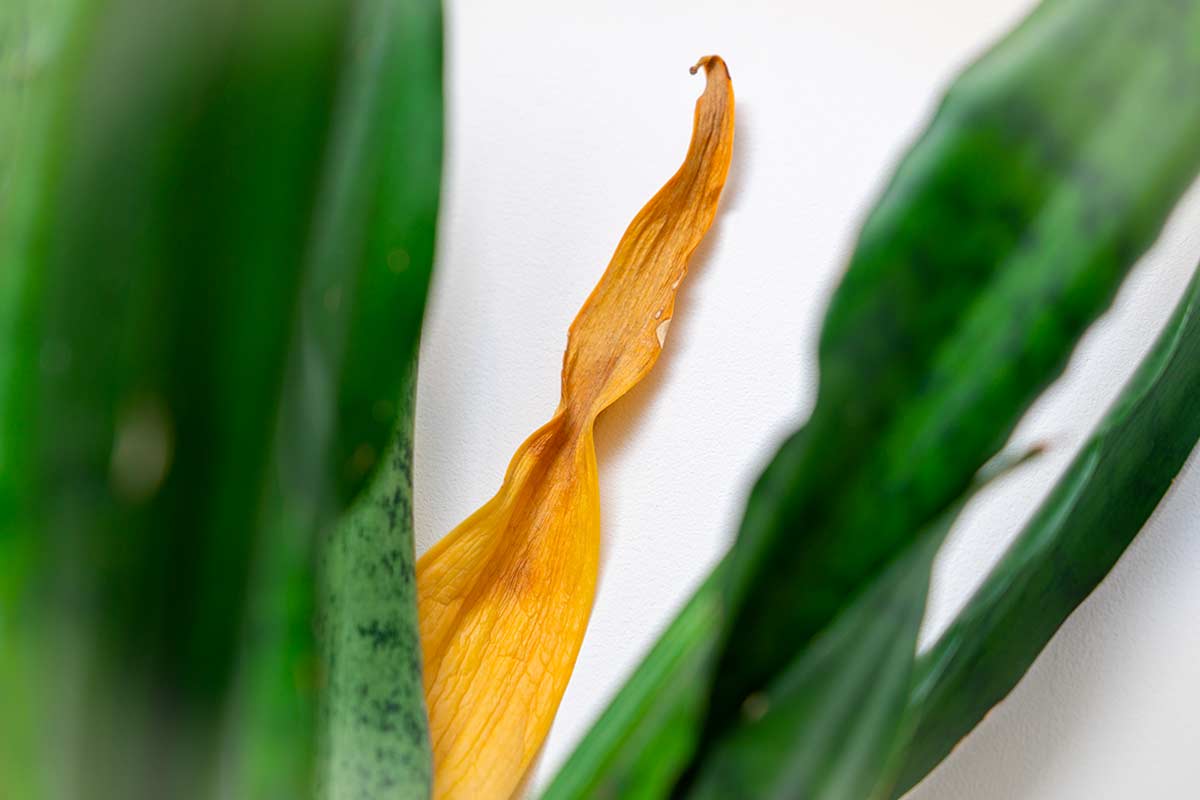 Sansevieria che ingiallisce in inverno: i segnali silenziosi da osservare