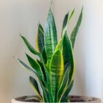 Sansevieria e freddo: cosa succede alle radici quando la temperatura scende