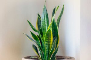 Sansevieria e freddo: cosa succede alle radici quando la temperatura scende