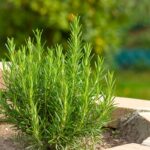 Seminare il rosmarino a gennaio: perché conviene aspettare e quando farlo davvero