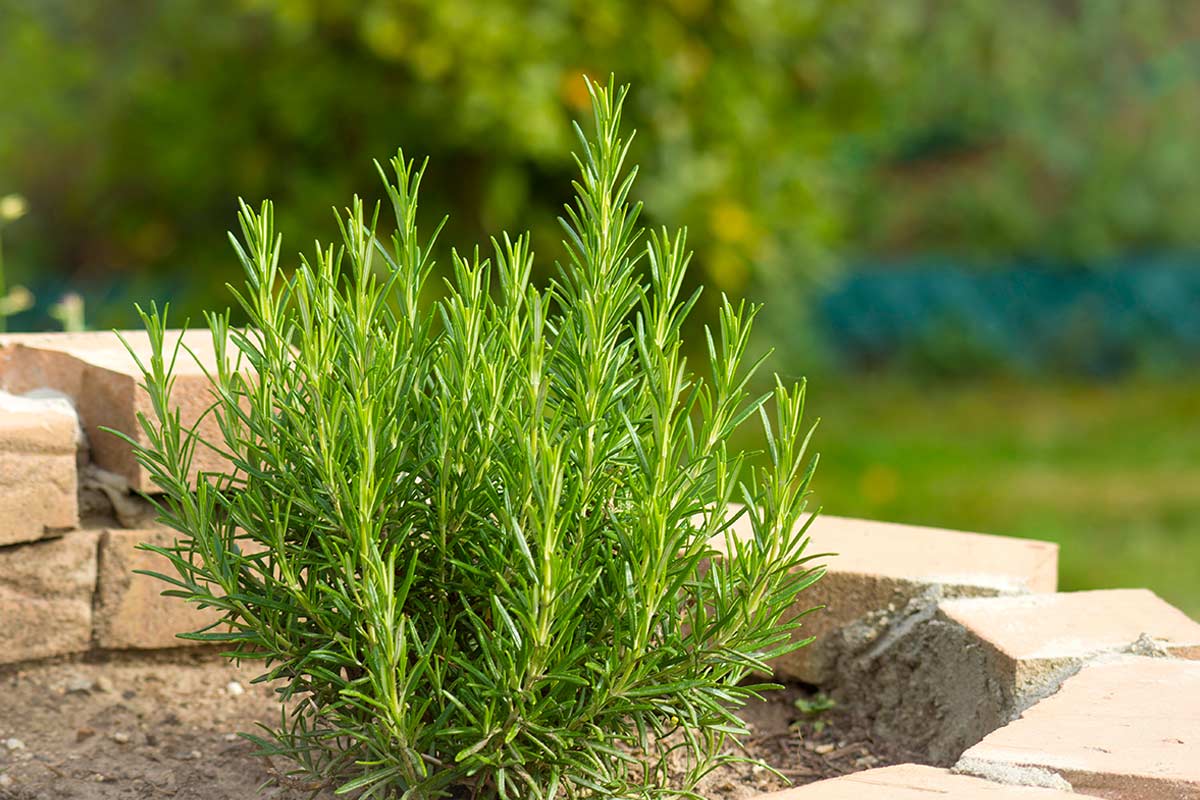 Seminare il rosmarino a gennaio: perché conviene aspettare e quando farlo davvero