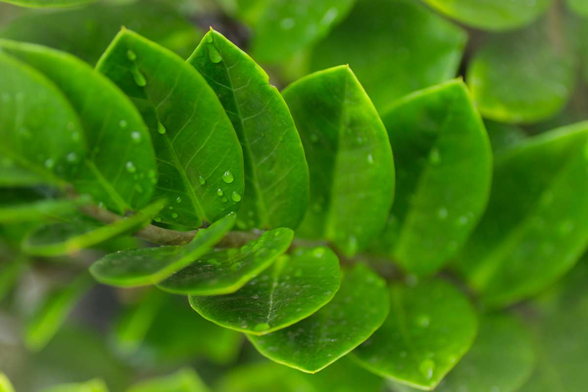 Zamioculcas che "piange" acqua