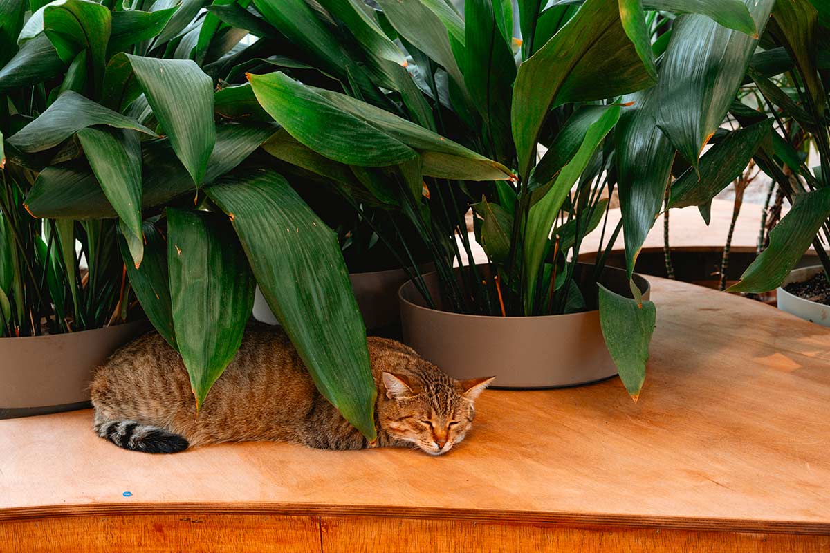 Aspidistra (pianta di piombo)