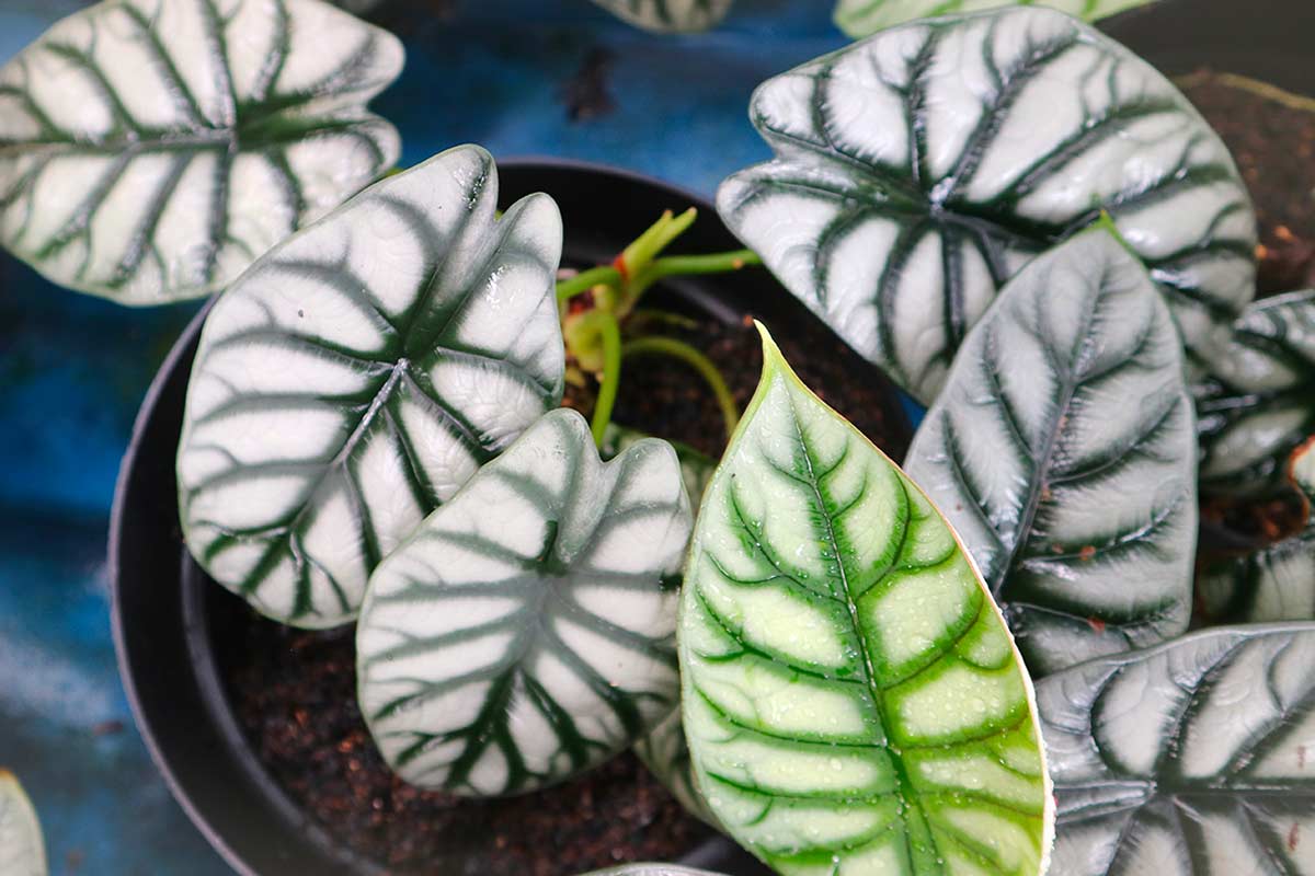 primo piano foglie della alocasia silver dragon