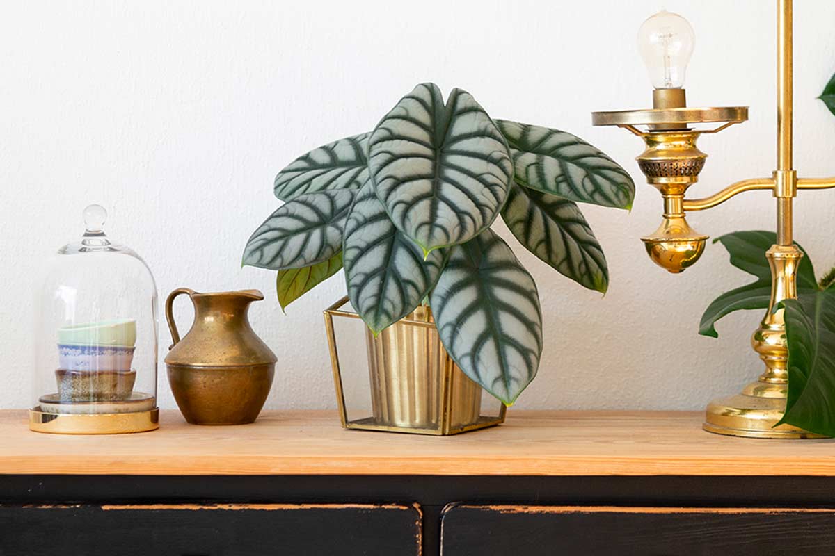 Alocasia Silver Dragon