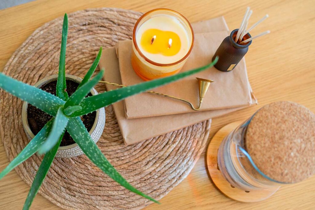 Foglie molli sull’Aloe: segnali chiari che ha preso freddo e cosa fare subito