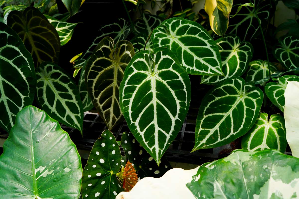 Anthurium Crystallinum