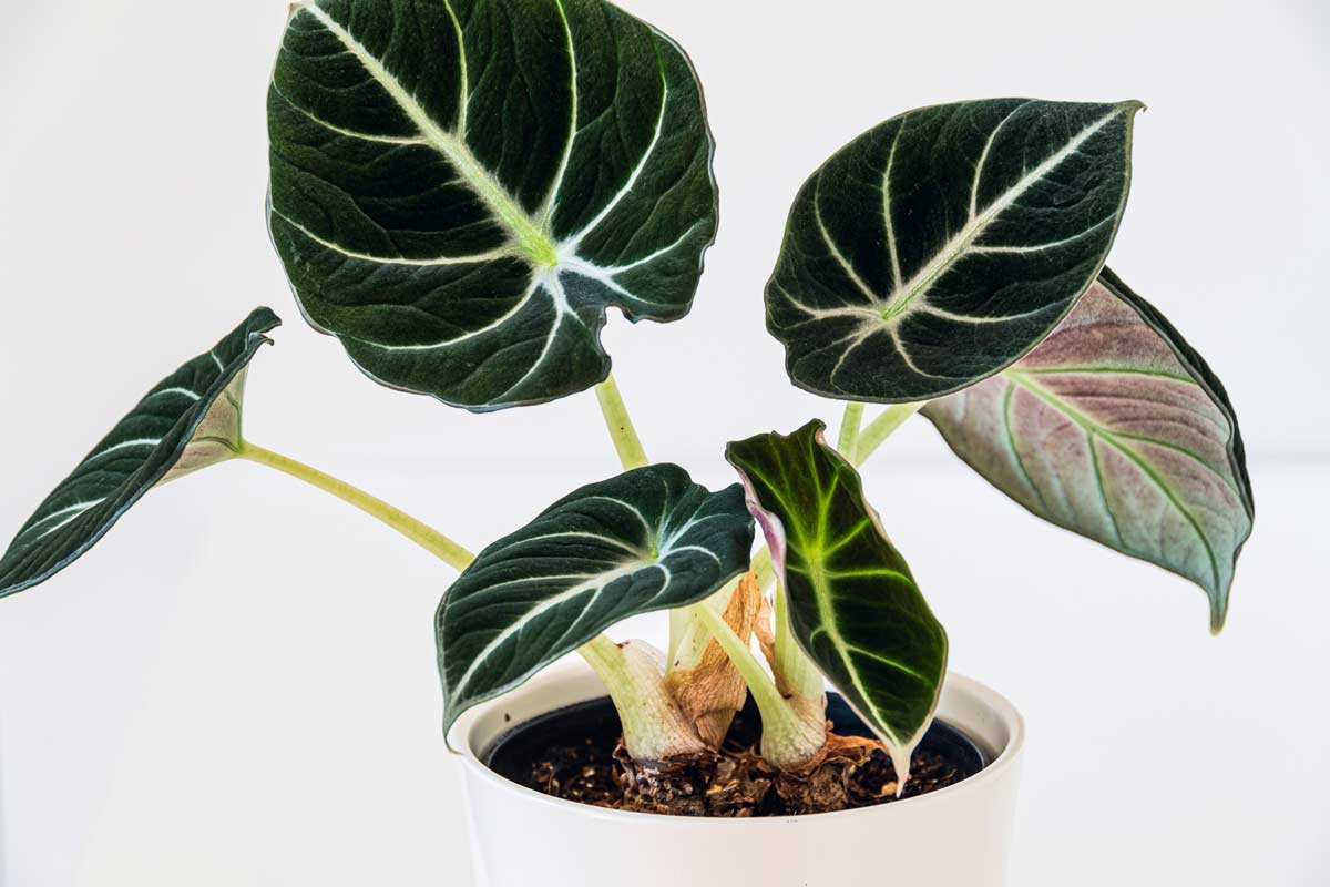 Alocasia Black Velvet