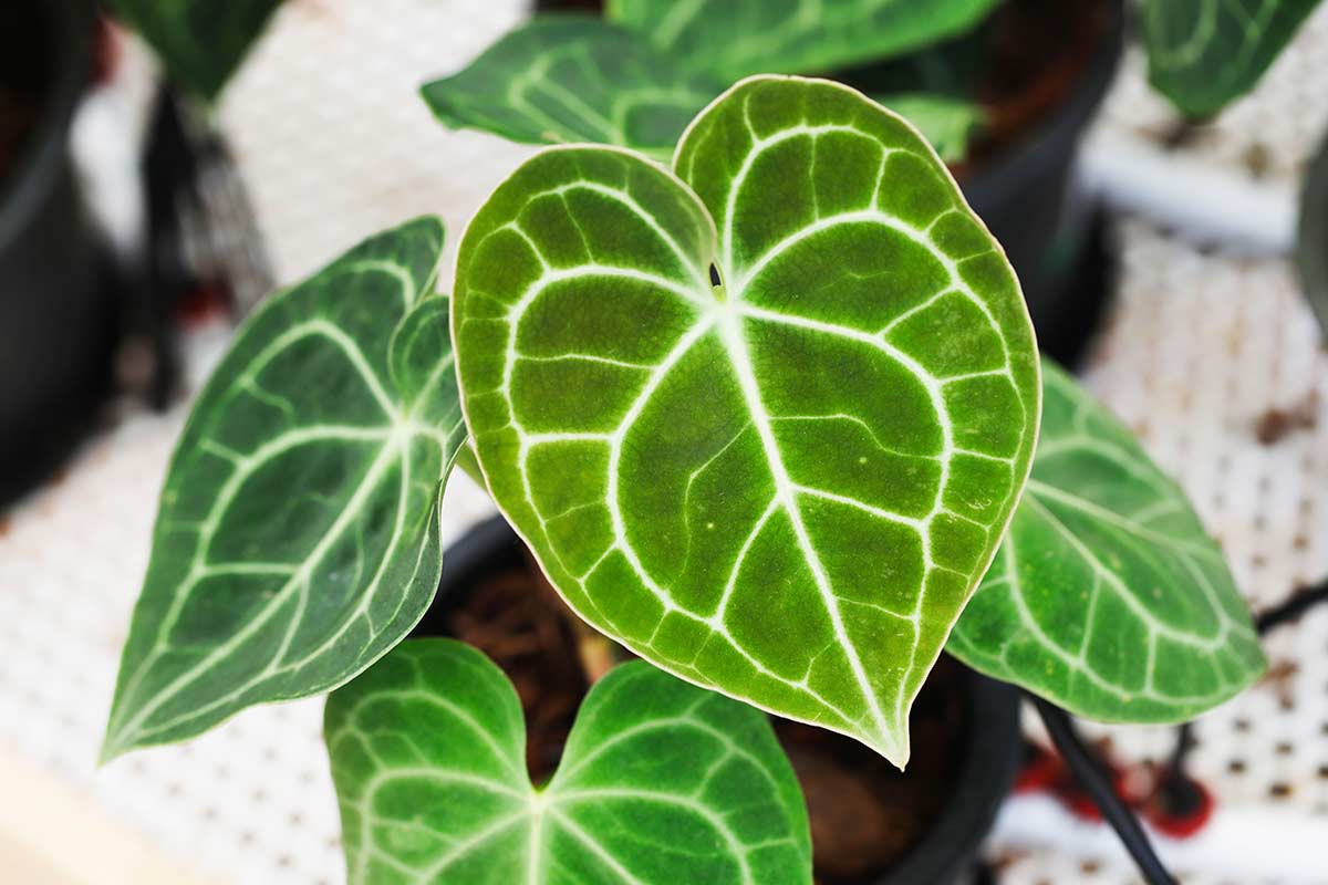Anthurium e Alocasia, le varietà da interno di design