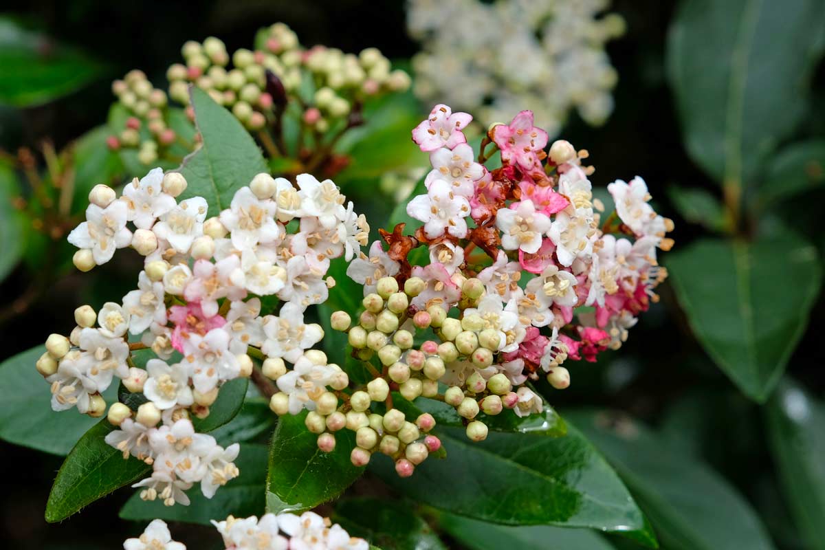Viburnum tinus in giardino
