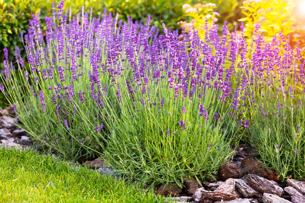 Lavanda in aiuola