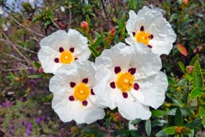 4 arbusti da fiore che richiedono meno acqua