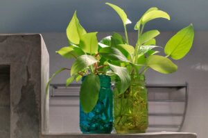 Vasetti con pothos in un bagno cieco