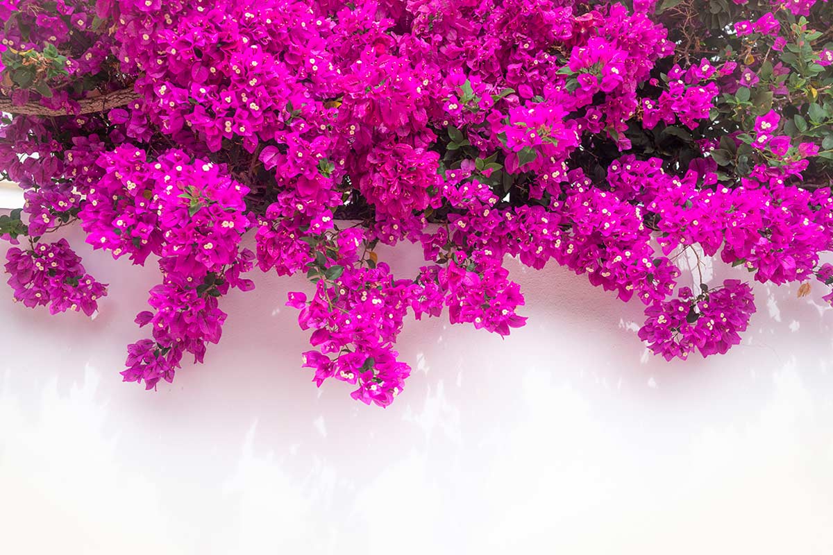 Fiori di bouganvillea rosa brillante.