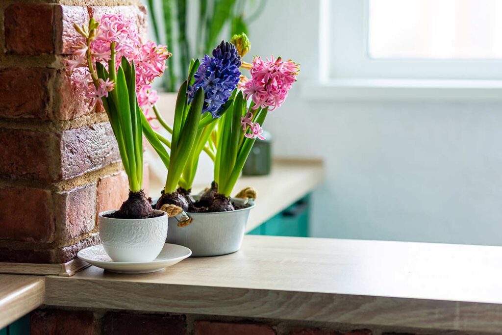 Bulbi in vaso: come gestire le annaffiature quando spuntano i primi germogli verdi