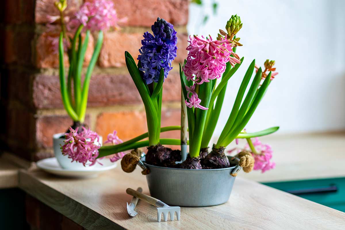 Bulbi di giacinto in piena fioritura, coltivati in vaso sul davanzale: il segreto sta nelle annaffiature attente e nel drenaggio perfetto.