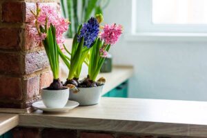 Bulbi in vaso sul muretto in casa.
